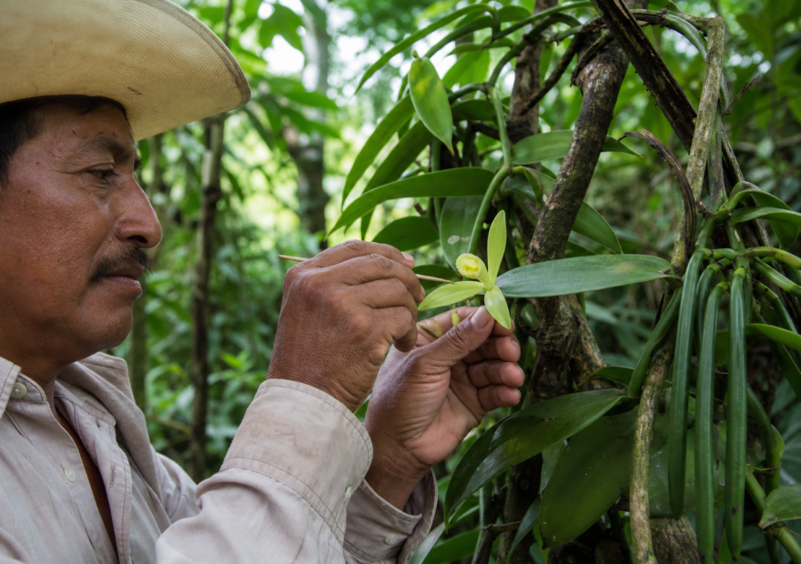 Productor revisa flores de vainilla en un huerto sombreado de Papantla, Veracruz, durante la polinización manual.